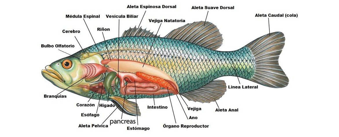 Principales características de los peces